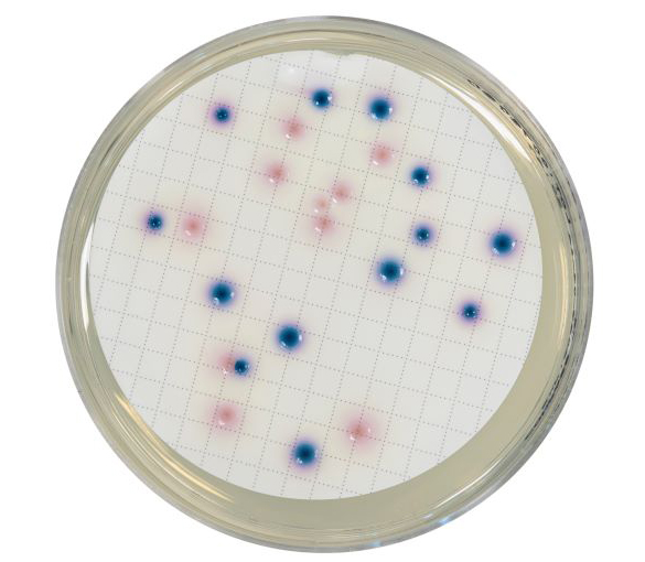 COMPASS® cc Agar allows the direct enumeration of E. coli and coliforms in water by membrane filtration in 24 hours, without the typical confirmation tests