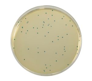 COMPASS® Enterococcus Agar is a selective media used for the enumeration of enterococci in food and water.