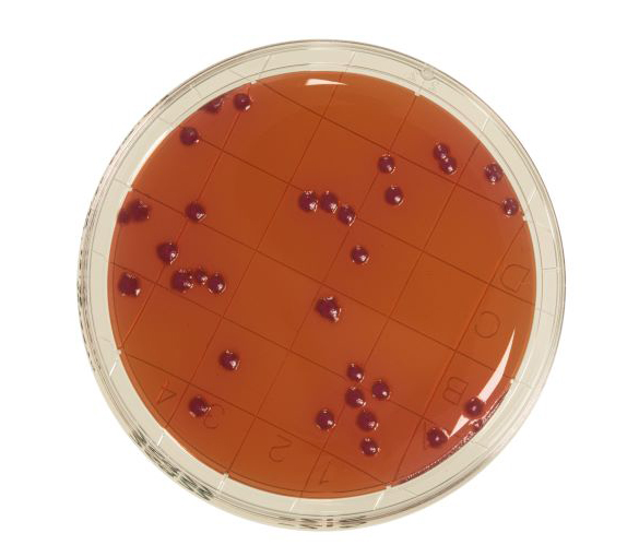 VRBL agar with neutralizers is a media used for the detection and enumeration of coliforms and thermotolerant coliforms present on surfaces