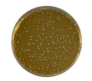 MRS Agar is used for the growth and enumeration of cultures of Lactobacillus in dairy and other food products as in products destined for animal feed