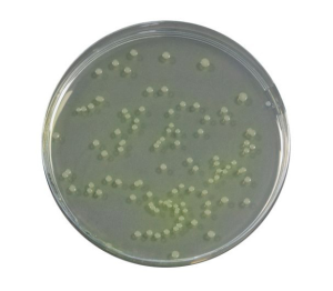 Penicillin and Pimaricin Agar (PPA) is a selective medium for the enumeration of pigmented and non-pigmented psychrotophic Pseudomonas