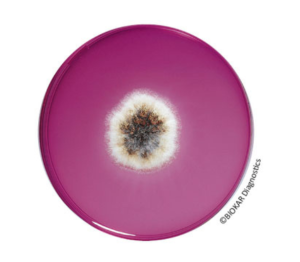 Rose Bengal Chloramphenicol Agar is recommended for the selective isolation and enumeration of yeast and molds