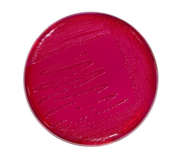 Brilliant Green agar according to Edel & Kampelmacher is a selective medium used to isolate Salmonella