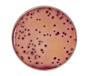 VRBG Agar was used for the detection bacteria in dairy products, meat, prepared pork products and other food products.