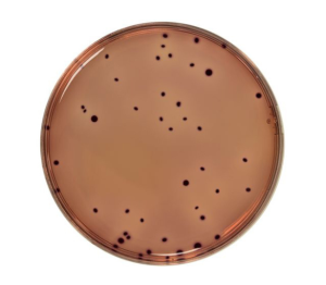 Violet Red Bile Agar (VRBL) is a selective medium used for the detection and enumeration of coliform and thermotolerant coliforms food products.
