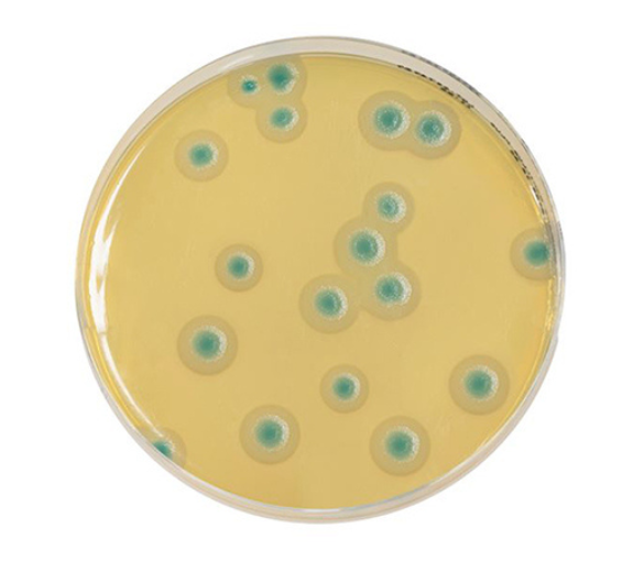 COMPASS® Bacillus cereus Agar is a solid medium used for the detection and the enumeration of spores and vegetative forms