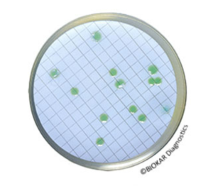 CN Agar for Pseudomonas is a selective medium for the isolation and enumeration of Pseudomonas aeruginosa in bottled water, swimming pools...