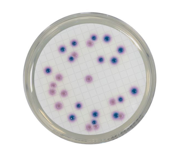 Chromogenic Coliform Agar is used for the detection and enumeration of E. coli and coliform bacteria in waters of low bacterial numbers.