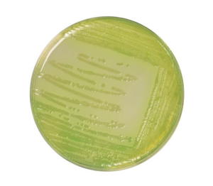 CFC Agar is a selective medium for the enumeration of Pseudomonas spp. that frequently contaminates meats during their cold storage