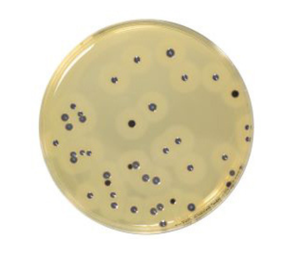 Baird Parker RPF (RPF = Rabbit Plasma Fibrinogen) Agar is used for the direct detection and enumeration of coagulase positive staphylococci.