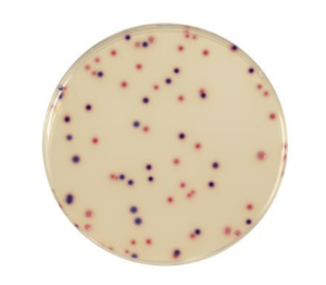 The media COMPASS® Ecc Agar is a selective agar for the simultaneous and specific enumeration without confirmation of E. coli and of other coliform bacteria