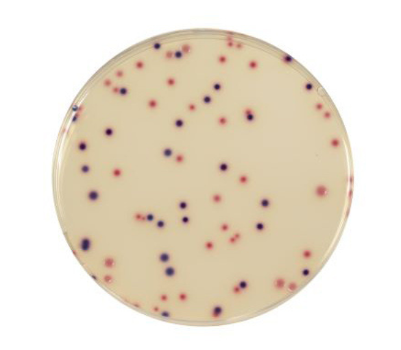 The media COMPASS® Ecc Agar is a selective agar for the simultaneous and specific enumeration without confirmation of E. coli and of other coliform bacteria