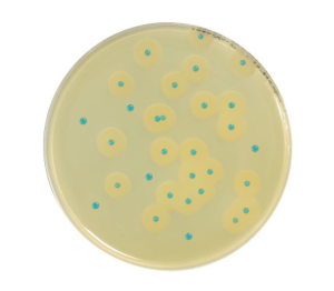 COMPASS® Listeria is a method for the detection of Listeria monocytogenes and of Listeria spp, and a method for the enumeration of Listeria monocytogenes