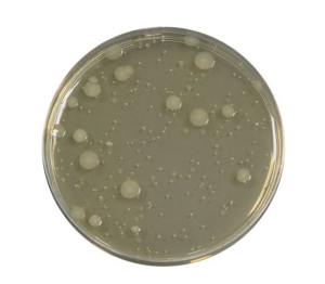 Yeast Extract Agar is used in water microbiology for the enumeration of culturable microorganisms by colony count at 36 and 22°C.