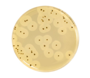 EASY STAPH is an alternative method for the enumeration of coagulase positive Staphylococci in food products, in animal feeds and in environmental samples.