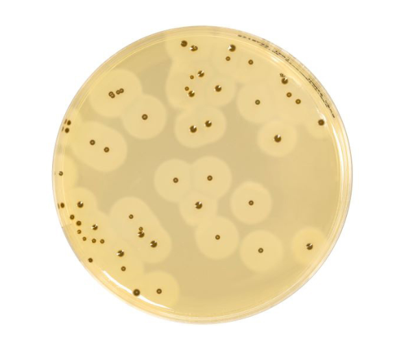 EASY STAPH is an alternative method for the enumeration of coagulase positive Staphylococci in food products, in animal feeds and in environmental samples.