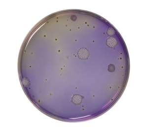 BCP Dextrose Tryptone Agar is used to enumerate mesophilic and thermophilic aerobic bacterial spores in raw materials and in canning non-acid products