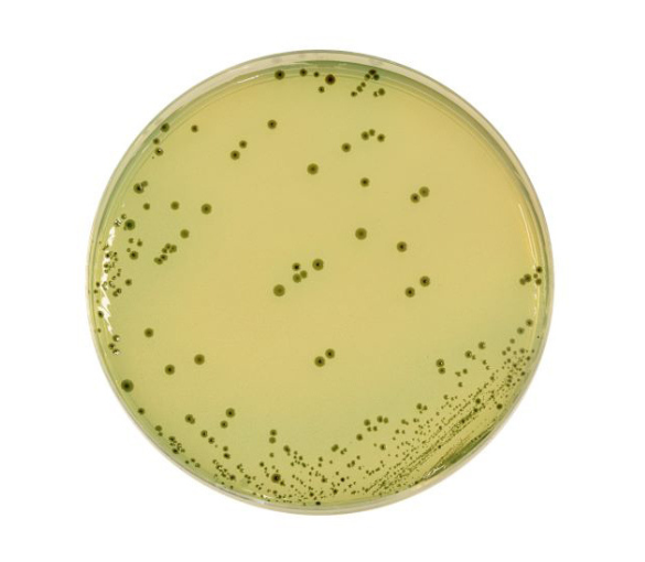 Bismuth Sulfite Agar ISO 6579-1 is a selective medium used to isolate Salmonella in water, dairy products and other food products.