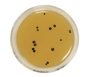 Baird-Parker agar with potassium tellurite egg yolk and neutralizers, is a media used for the detection and enumeration of Staphylococcus aureus