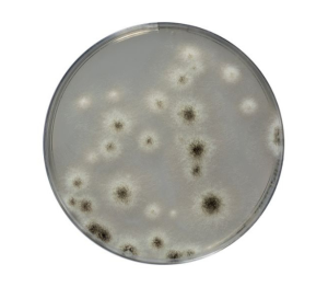 Sabouraud Dextrose chloramphenicol Agar (SDCA) is recommended for the isolation and the enumeration of yeasts and molds