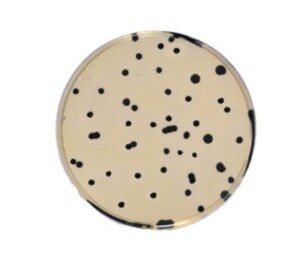 The Iron Sulfite Agar (ISA) (ISO 15213-1) is recommended for the enumeration of sulfite-reducing Clostridium spp. in food