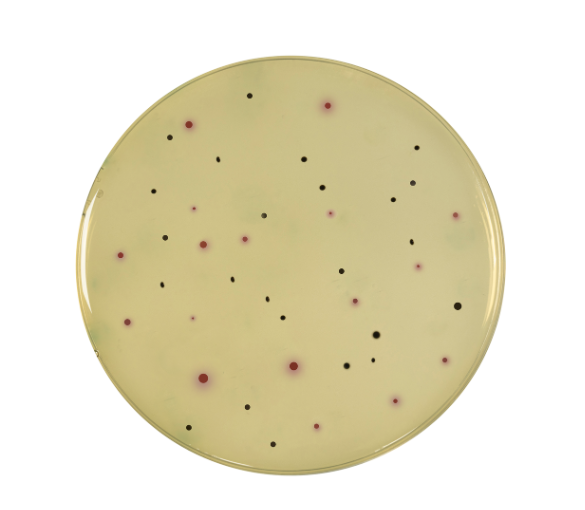 clostridium