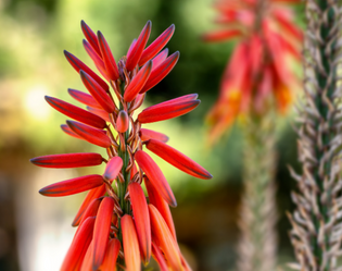 ALOES