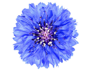 BLEUET