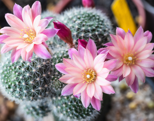 CACTUS (FLEURS)