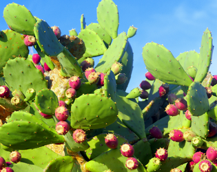 CACTUS (RAQUETTE)