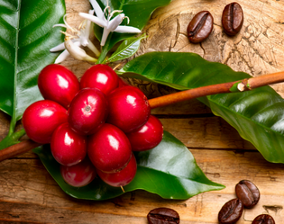 CASCARA