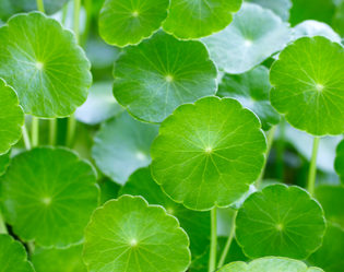 CENTELLA