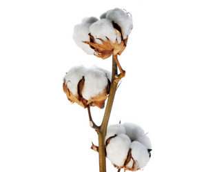COTON
