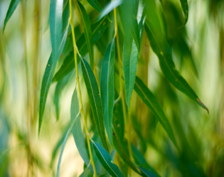 EUCALYPTUS
