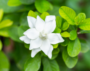 FLEURS DE TIARÉ