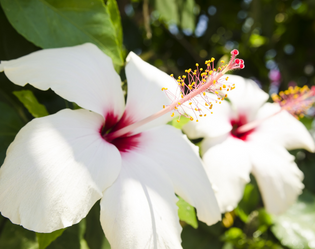 HIBISCUS BLANC