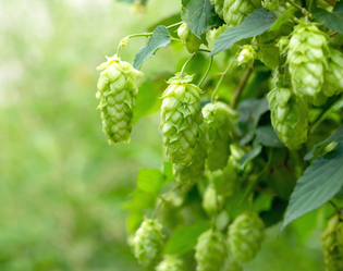 HOUBLON