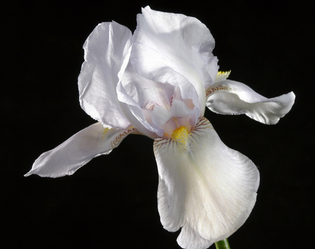 IRIS DE FLORENCE