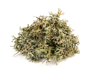 LICHEN D’ISLANDE
