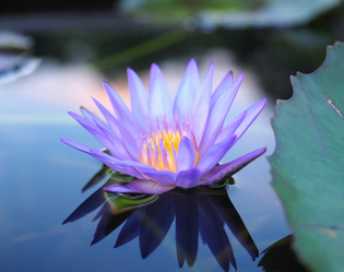 LOTUS BLEU