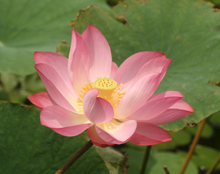 LOTUS DE BALI