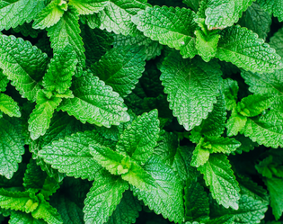 MENTHE POIVRÉE