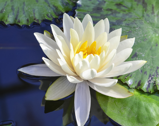 NÉNUPHAR