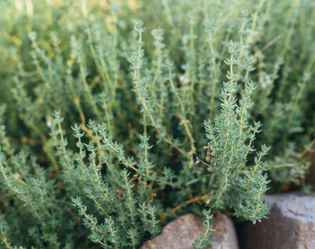 THYM DE PROVENCE