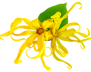 YLANG-YLANG