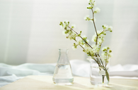 erlenmeyer nature