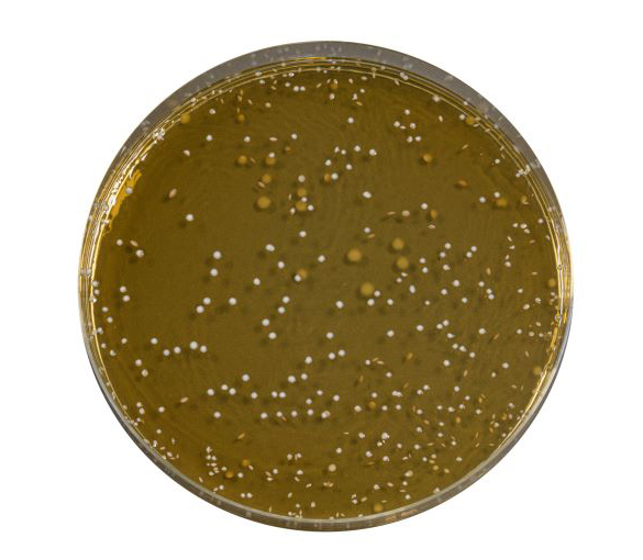 MRS Agar is used for the growth and enumeration of cultures of Lactobacillus in dairy and other food products as in products destined for animal feed
