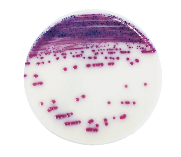 IRIS Salmonella® is an alternative research method of Salmonellae in food, feed and environmental sample (except primary production samples).