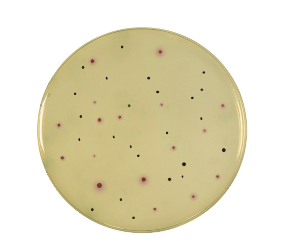 enumeration clostridium